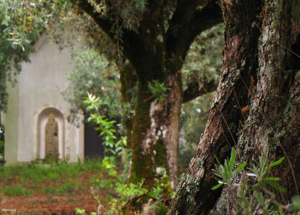 Quinta Do Cerquito Villa Ferreira do Zêzere Exteriör bild