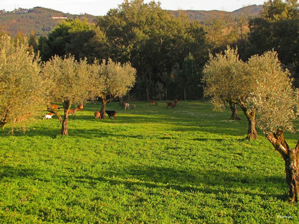 Quinta Do Cerquito Villa Ferreira do Zêzere Exteriör bild