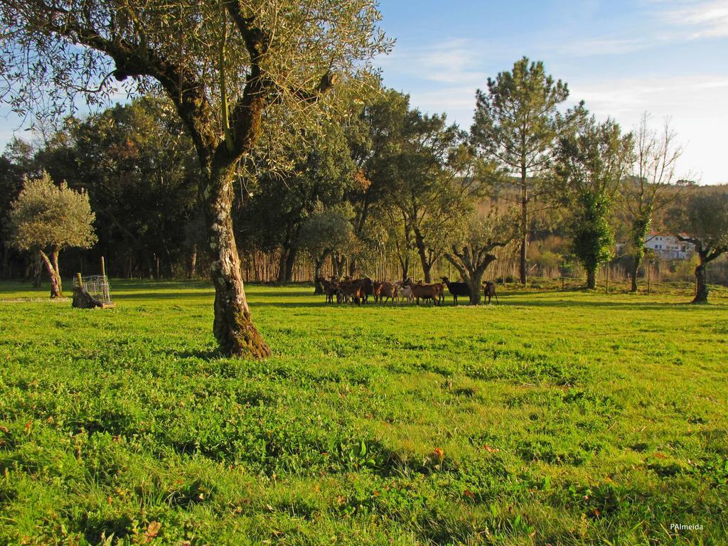 Quinta Do Cerquito Villa Ferreira do Zêzere Exteriör bild
