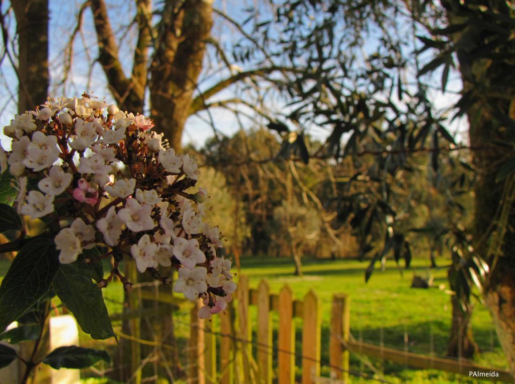 Quinta Do Cerquito Villa Ferreira do Zêzere Exteriör bild