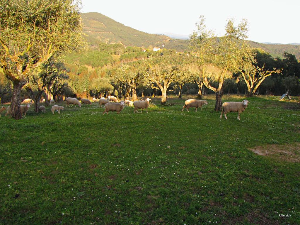 Quinta Do Cerquito Villa Ferreira do Zêzere Exteriör bild