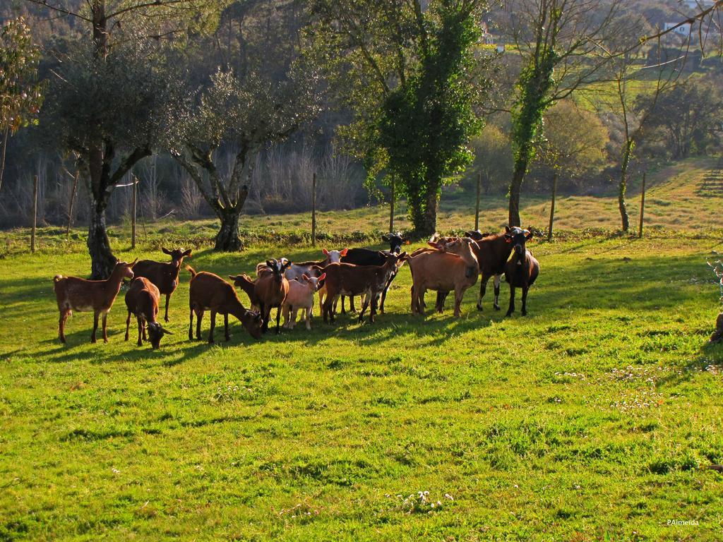 Quinta Do Cerquito Villa Ferreira do Zêzere Exteriör bild
