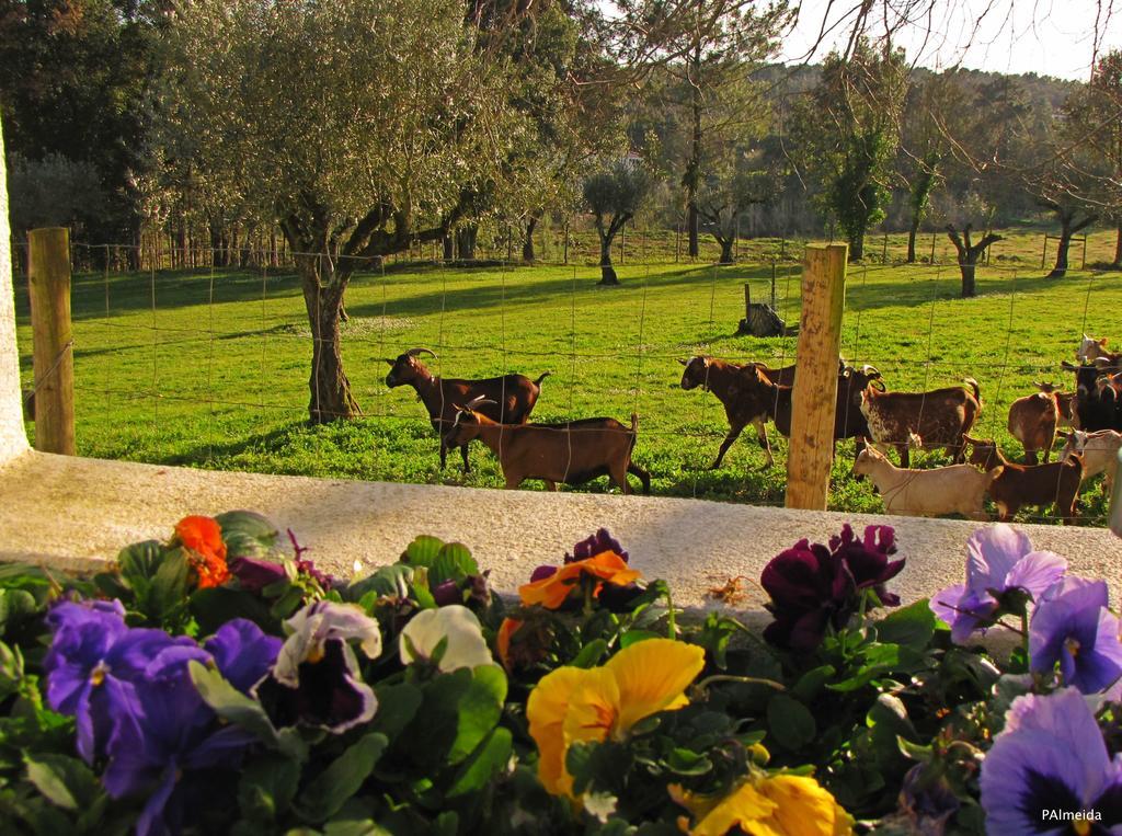 Quinta Do Cerquito Villa Ferreira do Zêzere Exteriör bild